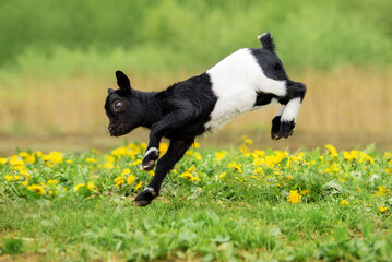 Little funny baby goat jumping in the field with flowers. Farm animals.