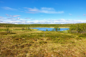 Wall Mural - Lake in a bog landscape view