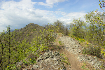 Wall Mural - Hilly landscape. Stony path on Monte Ceva in the midst of flowering bushes.