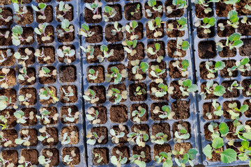 Wall Mural - Broccoli in peat in cassettes for growing. Growing seedlings in a greenhouse.