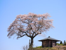 小屋と桜