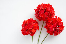 Red Flower Pelargonium, Garden Geranium Or Zonal Geranium Flowers On A White Background