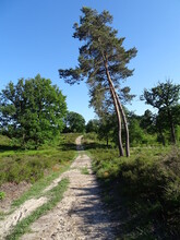 Landscape Photo Of A Sandy Path Between The Heath, Pine And Oak Tree, With A Blue Sky, With Colors Green, Purple, Yellow, Brown And Blue. Sallandse Heuvelrug, Netherlands