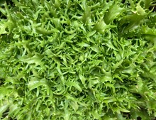 Fresh Green Curly Lettuce From Above