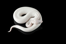 White Snake Ball Royal Python Isolated On Black Background