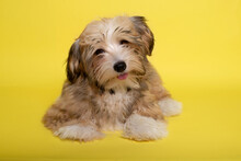 Beautiful Happy Reddish Havanese Puppy Dog , Yellow Background