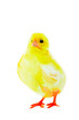 Just a hatched chicken, a yellow chick. The kid is small. Easter. Yellow little chick on a white background. Watercolor