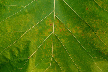close up green leaf texture as green nature abstract background