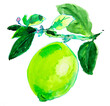 Green lime, citrus fruits on a white background with leaves. Watercolor.