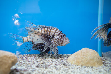 Wall Mural - 
lion fish in the tank