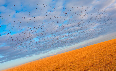 Poster - Oblique frame concept - Beautiful large flock of starlings - The natural phenomenon 