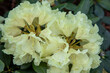Rhododendron yakushimanum 