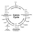 Scientific Designing Of Calvin Cycle. Vector Illustration.
