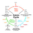 Scientific Designing Of Calvin Cycle. Vector Illustration.