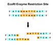 EcoRI Enzyme Restriction Site. Vector Illustration.