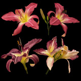 Fototapeta Storczyk - Bright lily isolated on black background. Can be used for invitations, greeting, wedding card.