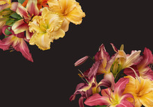 Floral Banner, Header With Copy Space. Bright Yellow And Red Lily Isolated On Dark Background. Natural Flowers Wallpaper Or Greeting Card.