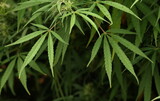 Fototapeta Natura - Cannabis plant up close
