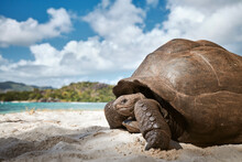Aldabra Giant Tortoise On Sand Beach. Close-up Of Large Turtle In Seychelles..
