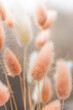 Dry fluffy bunny tails grass on neutral beige background. Tan pom pom plant herbs. Abstract Floral card. Poster. Selective blurred focus.