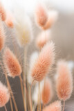 Fototapeta Boho - Dry fluffy bunny tails grass on neutral beige background. Tan pom pom plant herbs. Abstract Floral card. Poster. Selective blurred focus.