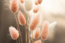Dry Fluffy Bunny Tails Grass On Neutral Beige Background. Tan Pom Pom Plant Herbs. Abstract Floral Card. Poster. Selective Blurred Focus.