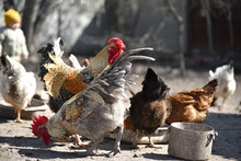 Domestic Hens On The Farmyard  Eating Corn,spring Time Rural Wildlife On The Farmyard