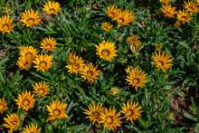 Many Yellow Gazania In Flower Beds