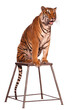 A circus tiger obediently sits on a pedestal. Isolated on white background. Suitable for collage and any design