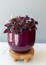 Purple Shamrock Plant In A Purple Pot On A Wooden Plant Stand