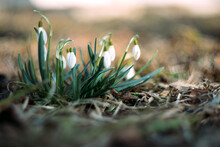 The First Spring Flowers. Primroses. Snowdrops. Galanthus. White Flowers.