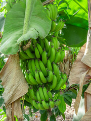 Wall Mural - Bunch of green bananas from the north of the Dominican Republic