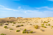 Beatiful Landscape In The Desert