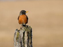 American Robin Sitting On Fence Post On Farmers Field In Early Spring