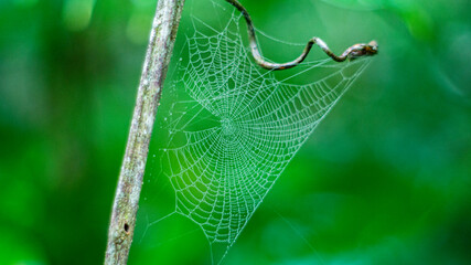 spider web on a branch with green blurred background