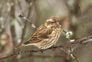 Wall Mural - A purple finch perched in a tree during winter. 