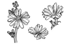 Chicory Flower Doodle Sketch. Hand-drawn Botanical Illustration Of Chicory Flower. Each Element Is Isolated