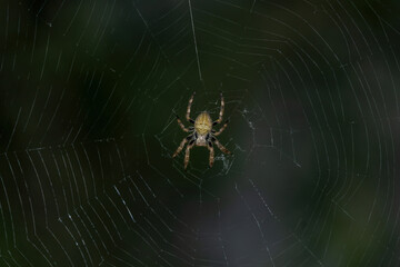 spider on web