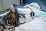 Fototapeta  - Sedated cat with an oxygen mask