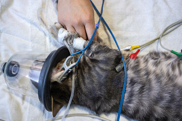 sedated cat with an oxygen mask
