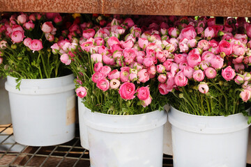 Sticker - buckets of ranunculus 