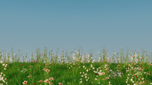 Spring Field With Long Grass, Wild Flowers And Clear Blue Sky. Nature Background With Space For Text.