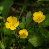 Alpine wild flower Ranunculus repens (creeping buttercup). Biella, Italy. Photo taken at an altitude of 1100 meters in the undergrowth.