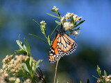Fototapeta Sawanna - Southern monarch butterfly (Danaus erippus)