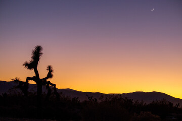 Wall Mural - Mojave Sunsets