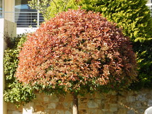 A Blossoming Photinia Fraseri Red Robin Tree With Both Red And Green Leaves