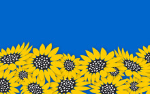 Sunflowers In Paper Cut Style. Sunflower Cultivation In The Fields Of A Fertile Homeland. Peace To Ukraine In The Symbolic Colors Of The Blue-yellow Flag.