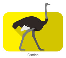 Ostrich Walking, Animal Body Series, Vector