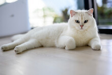 Handsome Young Cat Sits In A Lying Position And Looks Up. View From Above, Silver British Shorthair Cat, Beautiful Big Blue Eyes, White Contest-grade Cat Sitting Comfortably On The Floor In The House.