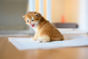 Wall Mural - British Shorthair Golden kitten sitting on white cloth on wooden floor in room, baby kitten learning to walk and play naughty. Lovely posture, pure and beautiful blood.